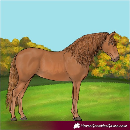 Horse Color:Chestnut 