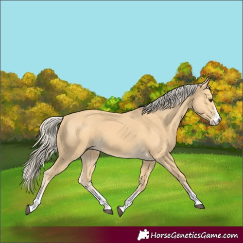 Horse Color:Palomino 