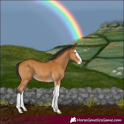 Horse Color:Buckskin Splash
