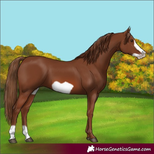 Horse Color:Chestnut Frame