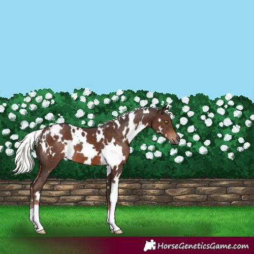 Horse Color:White Spotted Liver Chestnut Mushroom 