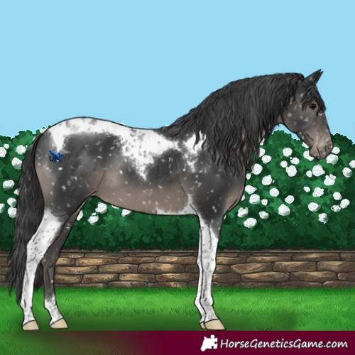 Horse Color:Black Tobiano Snowflake Varnish 