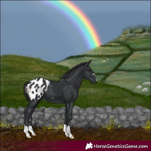 Horse Color:Black Blanket 