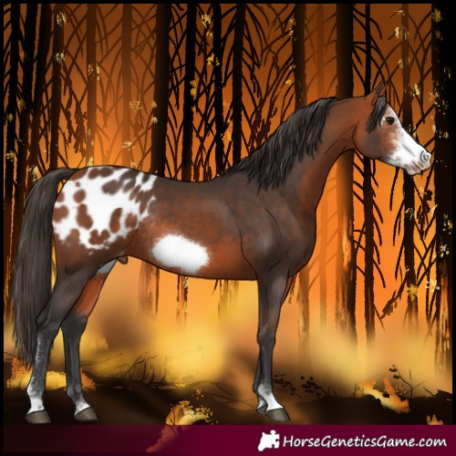 Horse Color:Bay Sabino Frame Blanket Rabicano 