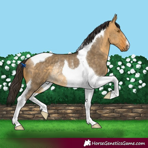 Horse Color:Buckskin Dun Tobiano Rabicano 