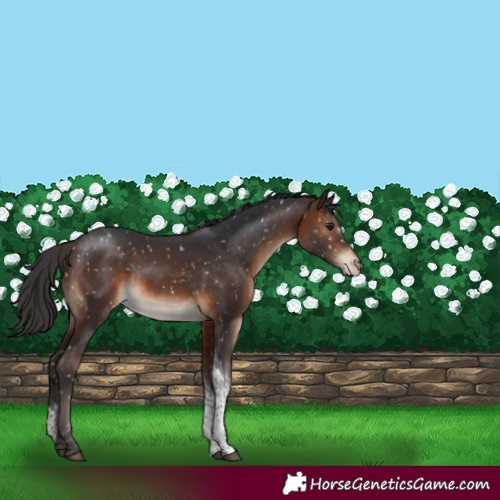 Horse Color:Brown Tobiano Snowflake Varnish Rabicano 