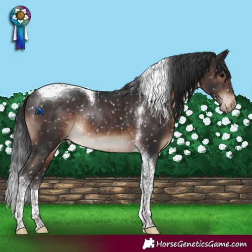 Horse Color:Brown Tobiano Snowflake VarnishRabicano 