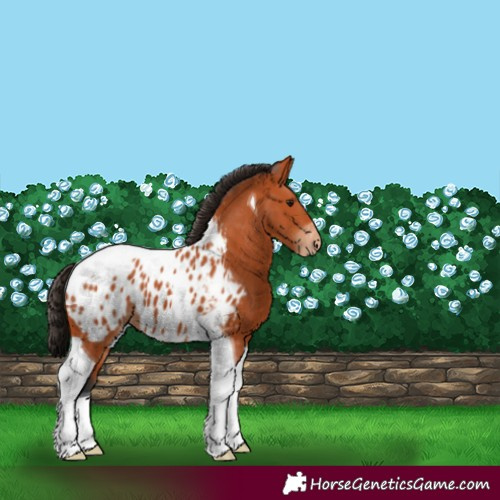 Horse Color:Bay Tobiano Blanket