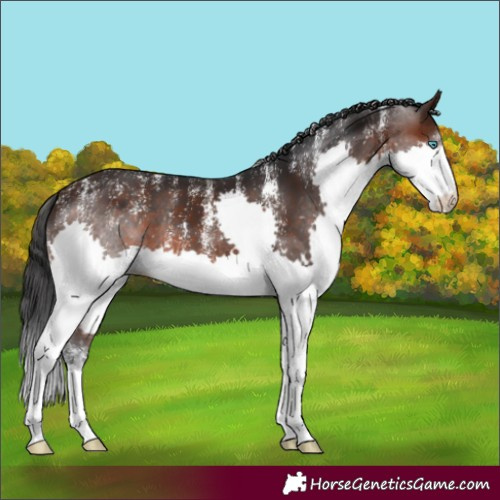 Horse Color:Powder White Brown Splash