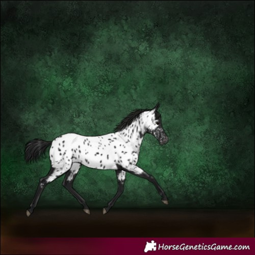 Horse Color:Gray Black Near Leopard