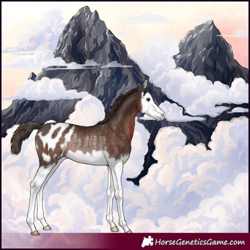 Horse Color:Liver Chestnut Splash Blanket Rabicano 