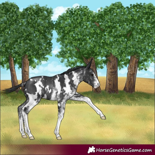Horse Color:White Spotted Black Rabicano