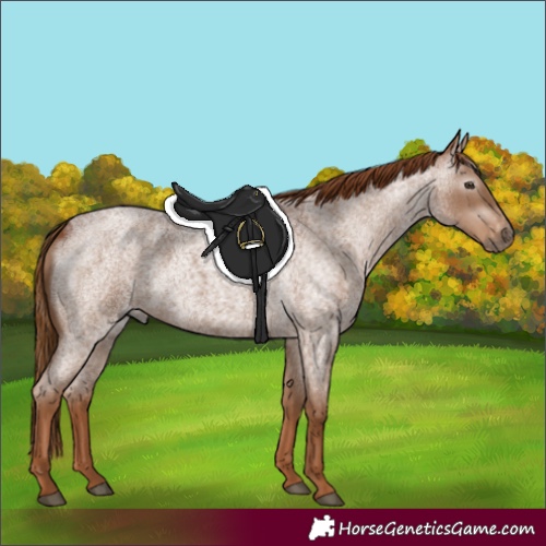 Horse Color:Gray Red Roan Varnish