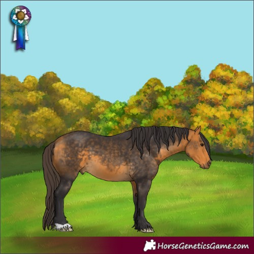 Horse Color:Buckskin 
