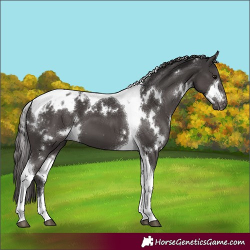 Horse Color:White Spotted Smoky Black Tobiano Blanket 