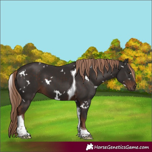 Horse Color:White Spotted Liver Chestnut Tobiano 