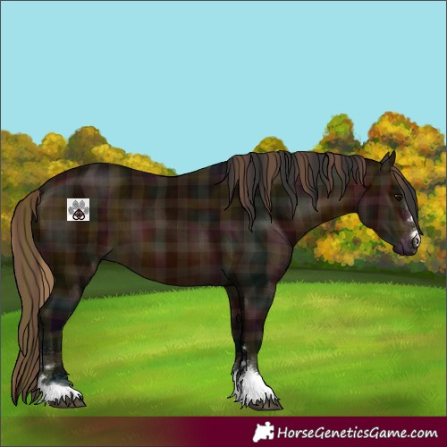Horse Color:Plaid Midnight Bay
