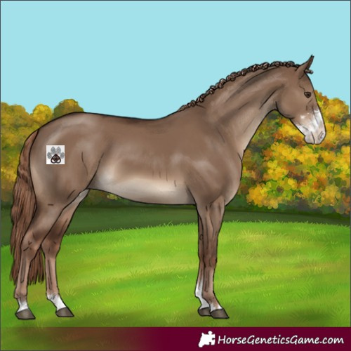 Horse Color:Liver Red Dun Sabino 