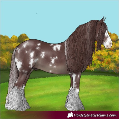 Horse Color:White Spotted Chocolate Black Splash 