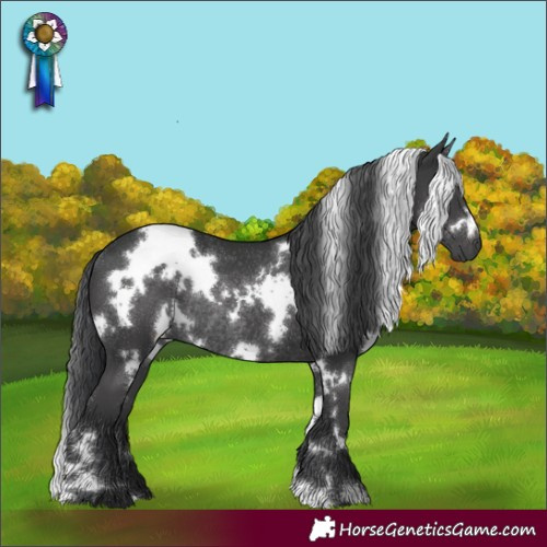 Horse Color:White Spotted Black Rabicano 