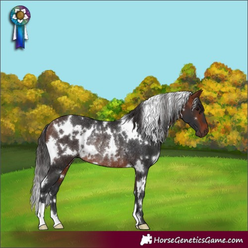 Horse Color:White Spotted Bay Rabicano