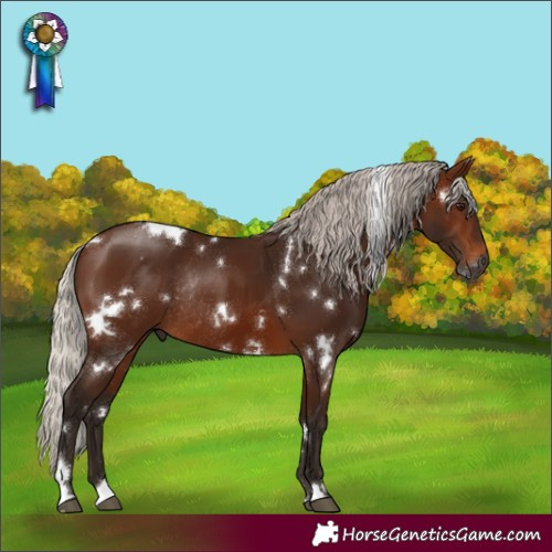 Horse Color:Gray White Spotted Silver Bay Rabicano 