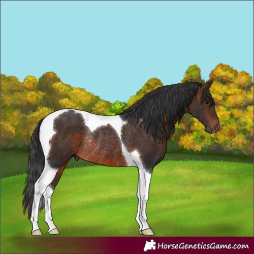 Horse Color:Brown Tobiano Rabicano 