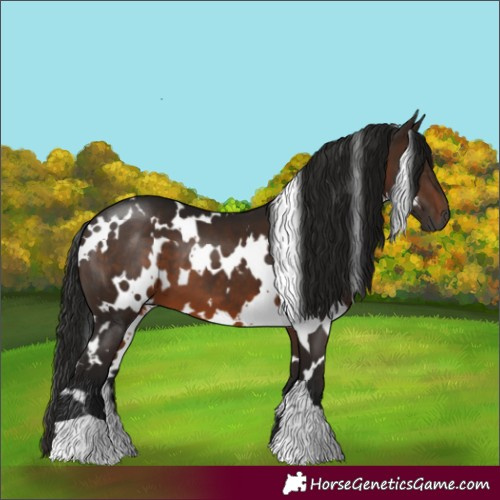 Horse Color:Gray White Spotted Bay 