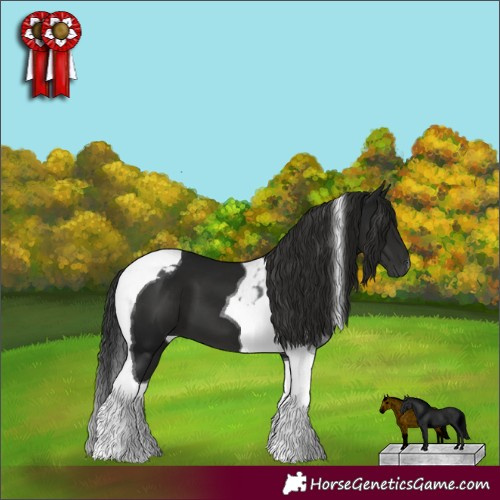 Horse Color:Gray Black Tobiano