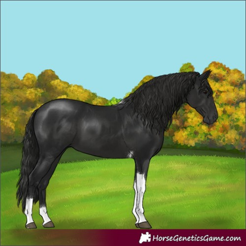 Horse Color:Gray Black Tobiano 