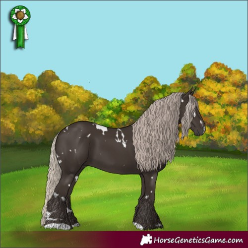 Horse Color:Gray White Spotted Silver Black