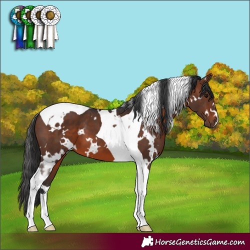 Horse Color:White Spotted Brown Tobiano