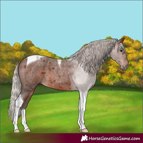 Horse Color:Silver Brown Roan Tobiano 
