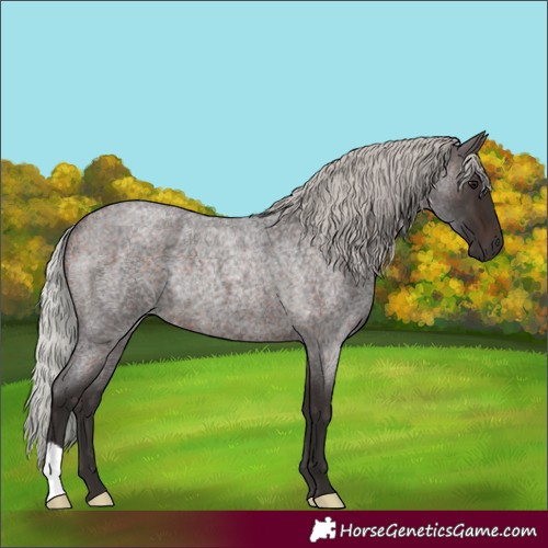 Horse Color:Silver Brown Roan Rabicano 