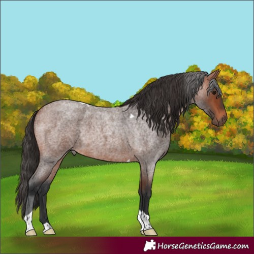 Horse Color:Bay Roan Tobiano Rabicano 