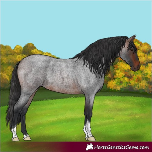 Horse Color:Brown Roan Tobiano