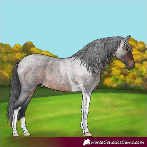 Horse Color:Brown Roan Tobiano