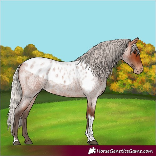 Horse Color:Silver Bay Roan Tobiano Skewed LP Spotted Rabicano 