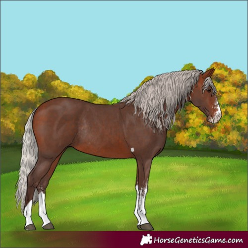 Horse Color:Silver Bay Sabino Tobiano Rabicano 