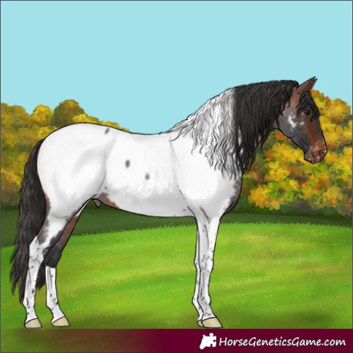 Horse Color:Brown Roan Tobiano Near Fewspot