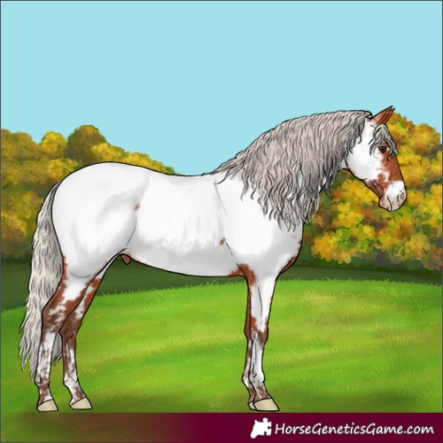 Horse Color:Silver Bay Tobiano Near Fewspot
