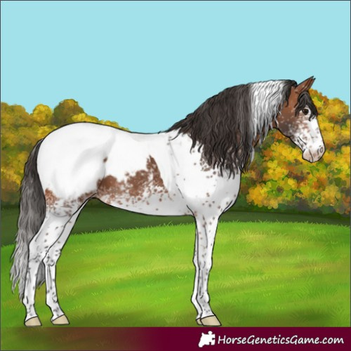Horse Color:White Spotted Bay Tobiano Snowcap 