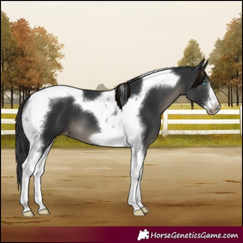 Horse Color:Black Tobiano Frame Varnish