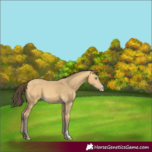 Horse Color:Amber Cream Champagne