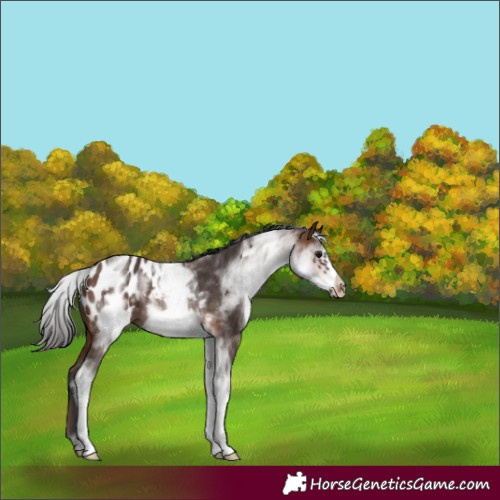 Horse Color:White Spotted Brown Frame Blanket Rabicano