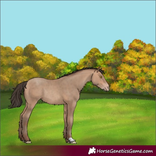 Horse Color:Amber Champagne Rabicano