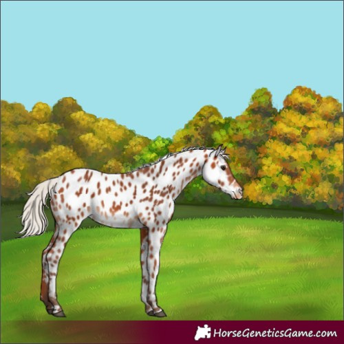 Horse Color:Silver Bay Near Leopard 