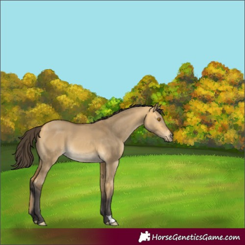 Horse Color:Buckskin Dun
