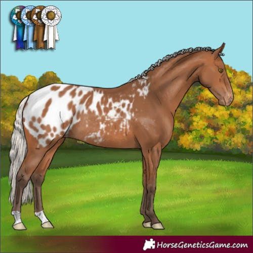 Horse Color:Silver Bay Blanket Rabicano