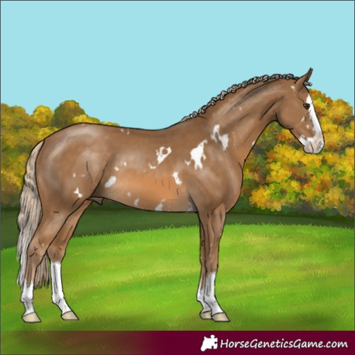 Horse Color:White Spotted Chocolate Palomino Splash Rabicano 